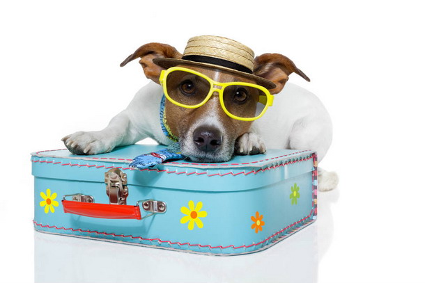 travel-dog